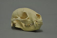 Skull (Collection Museum Wiesbaden)