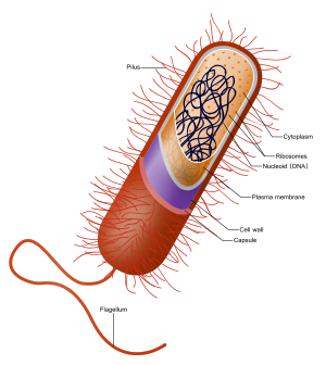 Diagrama de uma bactéria Gram-positiva típica. O envelope celular tem uma membrana de plasma, verde, e uma parede celular espessa contendo peptidoglicanos (a camada amarela). Não há membrana lipídica externa, como as bactérias Gram-negativas têm. A camada vermelha, a cápsula, é distinta do envelope da célula.