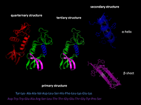 Die Proteinfaltung ist die dritte Stufe in der Entwicklung der Proteinstruktur.