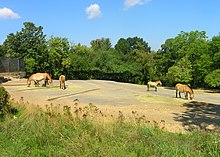 Przewalski's horses in Prague Zoo
