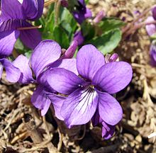 De violette bloem  