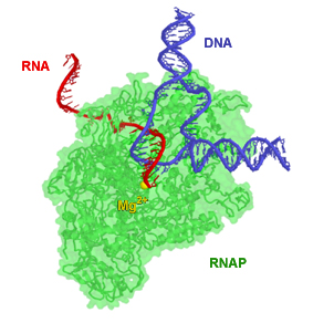 Polimeraza RNA (RNAP) w działaniu. Buduje ona molekułę RNA z heliksa DNA. Część enzymu stała się przezroczysta, dzięki czemu RNA i DNA mogą być widoczne. Jon magnezu (żółty) znajduje się w miejscu aktywnym enzymu