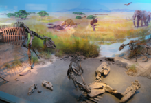 Rancho La Brea, reconstruction, in the foreground lying a skeleton of Paramylodon