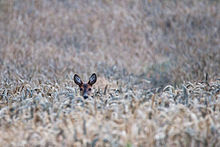 Deer in the rye field