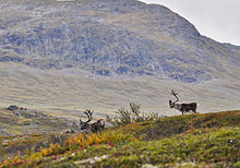 In contrast to non-European countries, the first national parks in northern Sweden took at least partial account of the rights of indigenous peoples (Saami reindeer in Abisko National Park).