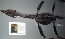 犀牛龙（Rhomaleosaurus