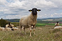 Rhön sheep