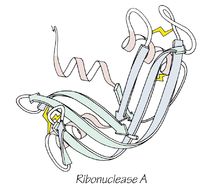 Dobrado, estrutura 3-D de ribonuclease A