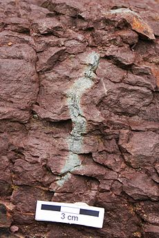 炭化した根の周りの赤泥岩