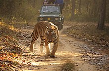 A Royal or Bengal tiger in Kanha National Park, India's "national animal".