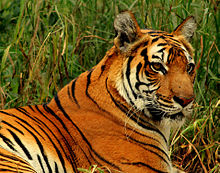 The Royal or Bengal Tiger is one of the national animals of Bangladesh.