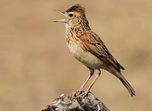 Singing red-naped lark (Mirafra africana)