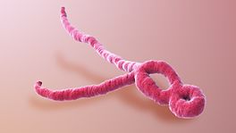 Uma animação médica 3D ainda de Ebola Virus