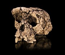 Um elenco do crânio de "Tournai", Sahelanthropus tchadensis, um membro de uma espécie hominídea extinta que viveu há cerca de 7 milhões de anos