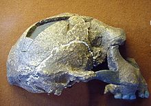 Sangiran 17 = Pithecanthropus VIII = Homo erectus, discovered 1969 (copy)