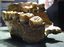 Sangiran IV: Upper jaw with palate (original, 1.6 mya; Koenigswald Collection in the Senckenberg Natural History Museum)