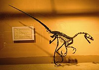 Saurornitholestes , un saurornitolestino.  