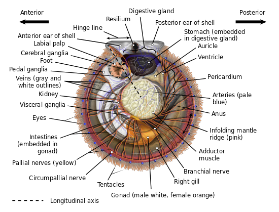 Diagrama anatômico de uma vieira hermafrodita típica com a válvula esquerda (superior) removida