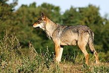 The outline of the torso and legs of a wolf forms approximately a square. The back and upper side of the tail are often dark colored
