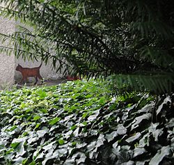 Figura de gato em tamanho real no jardim da Huttenstrasse 9, Zurique, onde Erwin Schrödinger viveu 1921 - 1926. Dependendo das condições de luz, o gato aparece vivo ou morto.