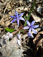 The Vienna blue star (Scilla vindobonensis) was named after the city.