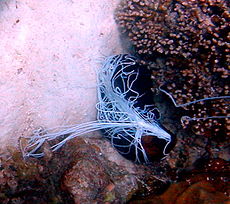 Zeekomkommer op de Seychellen werpt uit zelfverdediging kleverige filamenten uit de anus.