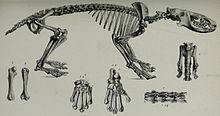 Skeleton of the Great Hedgehog (Setifer setosus)