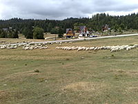 Stado owiec na górze Vlašić