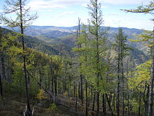 "Light larch taiga" in eastern Siberia: Region with typical continental climate