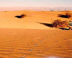 Sin patas Huellas de una serpiente sidewinder en el Valle de la Muerte, California  