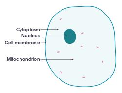 Um diagrama simples de uma célula animal