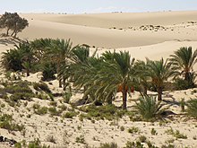 Sinaï palm dadels kweken  