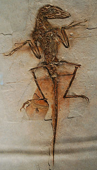 Fossil avgjutning av NGMC 91, en icke namngiven art