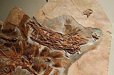 Fossiel van Sinornithosaurus millenii, het eerste bewijs van veren bij dromaeosauriërs.  