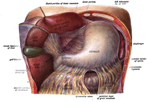 Anatomical drawing of the human stomach and the surrounding structures, the liver has been drawn to the right and upwards