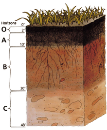 Os horizontes do solo são causados por efeitos biológicos, químicos e físicos combinados