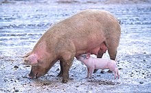 Porcii pot avea mai mult de un tip de gripă în același timp. Acest lucru înseamnă că virușii pot amesteca genele și pot deveni un tip de gripă care ar putea provoca o pandemie.  