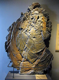 De grootste mossel ter wereld (187 cm), een Sphenoceramus steenstrupi fossiel uit Groenland in het Geologisch Museum in Kopenhagen