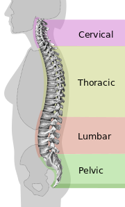 Diverse regioni della colonna vertebrale