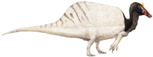 Spinosaurus aegyptiacus, de grootste vleesetende dinosaurus  