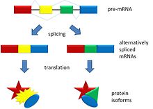 Alternatīvā sazarošana rada divas proteīna izoformas.