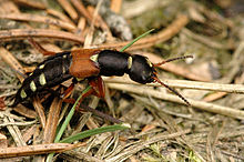Chrząszcze Rove mają krótkie przednie skrzydła (czerwone części pleców tego chrząszcza), które nie pokrywają ich odwłoka.