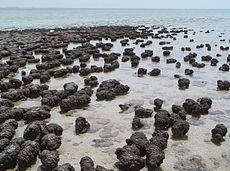 Moderne stromatolieten in Hamelin Pool Marine Nature Reserve, West-Australië.  