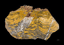 Strelley Poolin kiilleliuskeesta (SPC) peräisin oleva stromatoliitti (Pilbara Craton) - Länsi-Australia.
