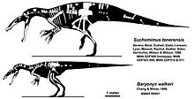 Skeletten van Suchomimus en Baryonyx  