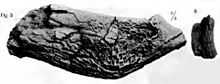 Kaak en tand van Suchosaurus girardi  