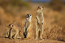 Meerkat in the western Kalahari near Keetmanshoop