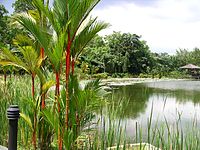 O jardim botânico de Cingapura, que é parte das florestas de Cingapura.