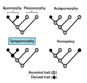 Een cladogram met de terminologie die wordt gebruikt om verschillende patronen van voorouderlijke en afgeleide karaktertoestanden te beschrijven.
