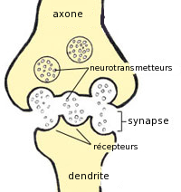 Uma junção sinapse (os termos estão em francês)